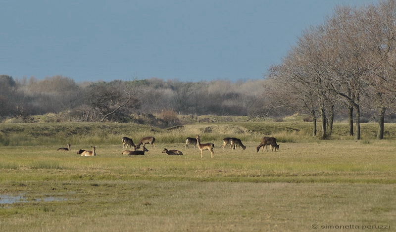 Dalla Sterpaia a Bocca d''Arno